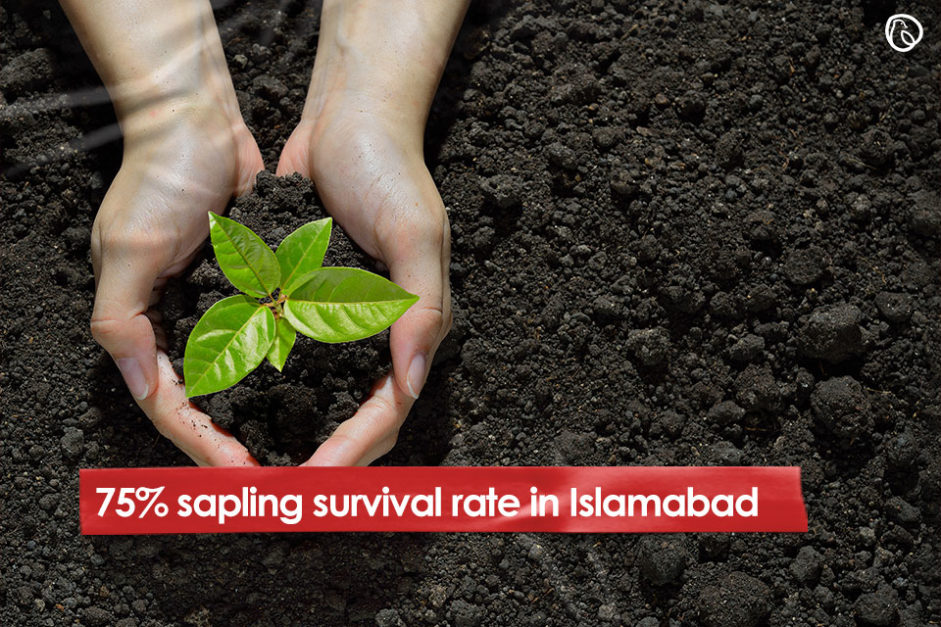 Sapling Survival Rate in Islamabad