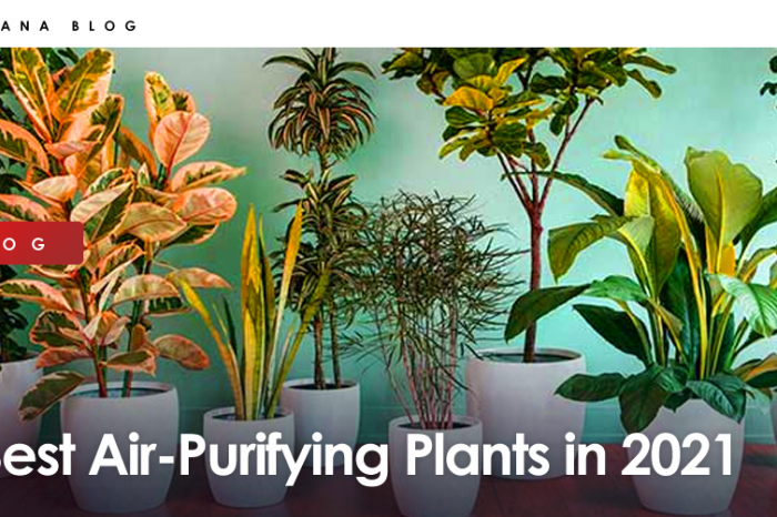 Best Air-Purifying Plants in 2021