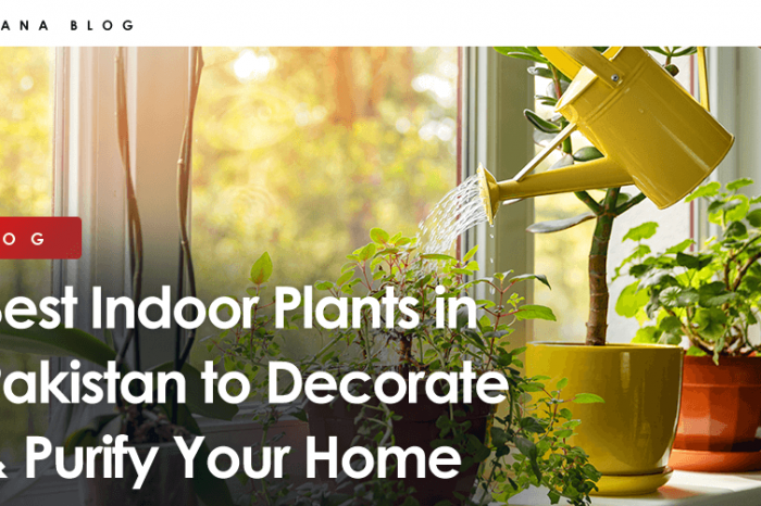 Best Indoor Plants in Pakistan to Decorate & Purify Your Home