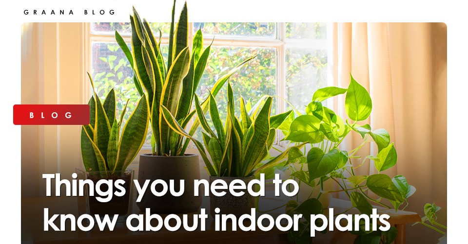 Things you need to know about indoor plants