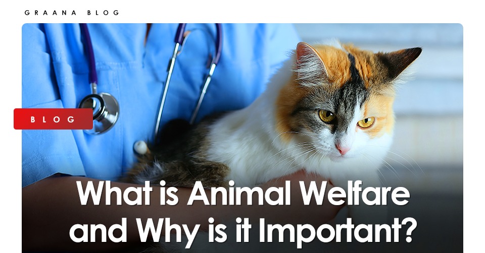What is Animal Welfare and Why is it Important? 