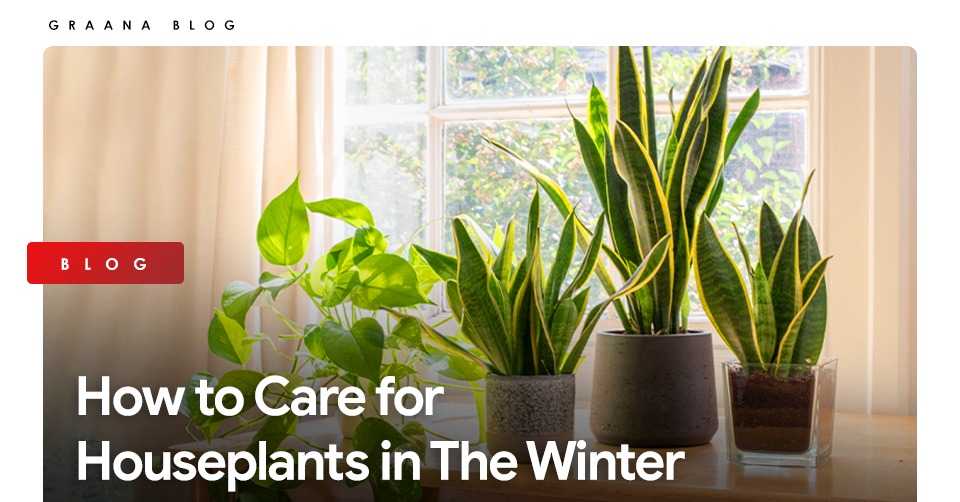 How to Care for Houseplants in The Winter