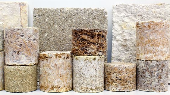 Mycelium Use for Eco-Friendly Home