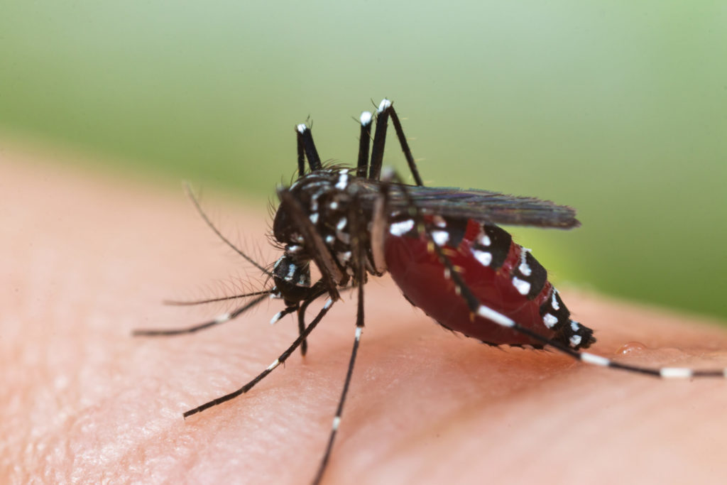 Dengue during Rainy Seasons