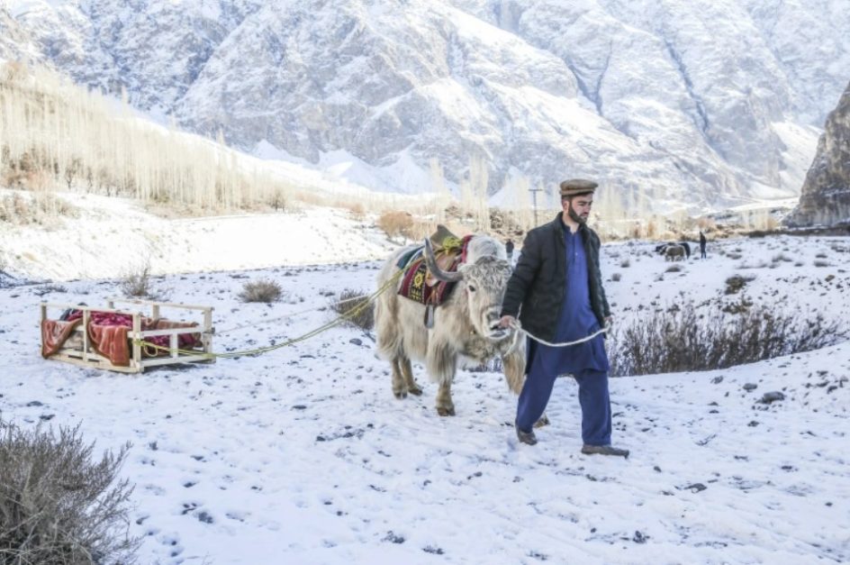 A man walks his yak in Gilgit