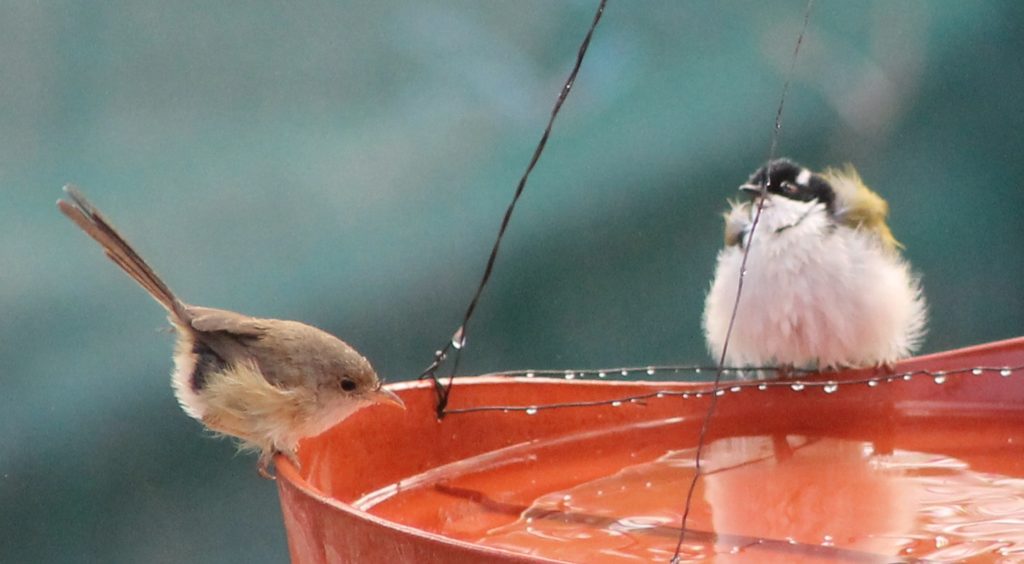 Birds Drinking Water