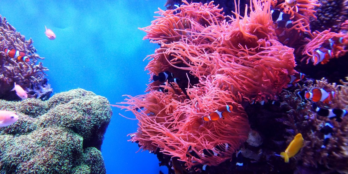 coral reef is a beautiful thing to witness whether virtually or physically