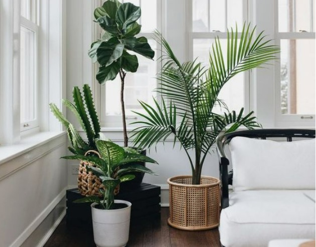 this is an image of indoor plants which are a part of minimalist decor