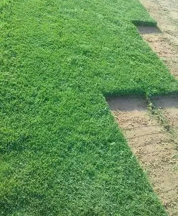 a turf of american grass 