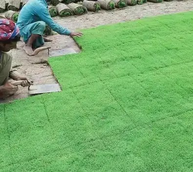 workers laying beds of korean grass over the soil