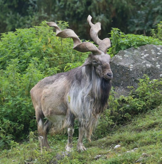 Astore Markhor with Spiral long horns