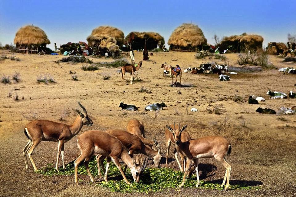 Deers in Cholistan sanctuary of Pakistan