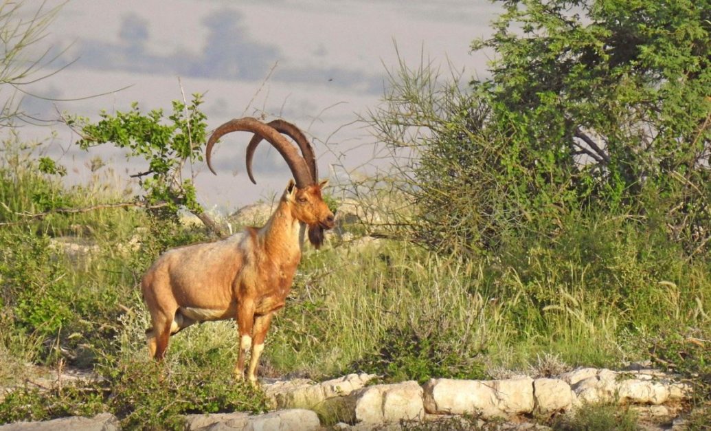 sindh ibex in the wildlife sanctuary of pakistan