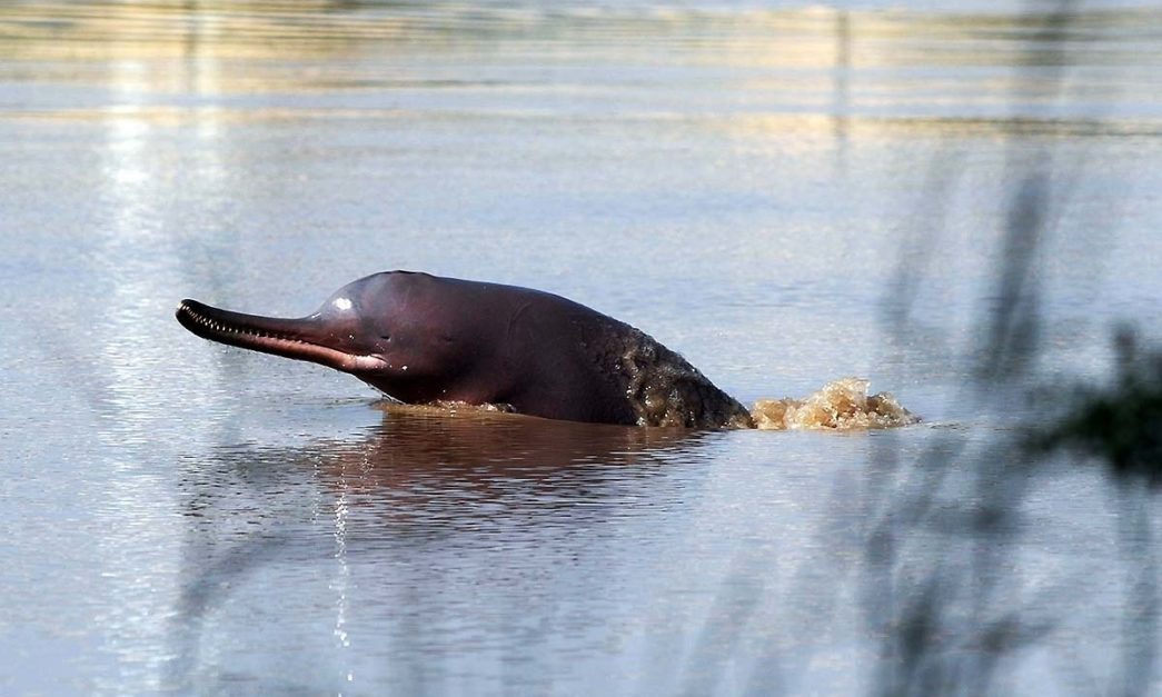 Indus Dolphin emerging from water in one of the wildlife sanctuaries in pakistan