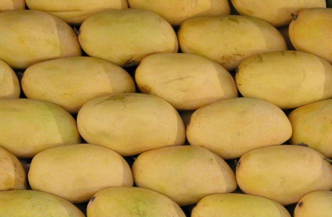 Sindhri Mangoes are one of the most commonly available types of Mangoes in Pakistan