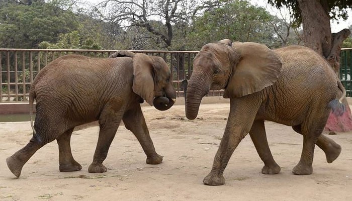 Elephants are one of the most visited animals at the Zoo