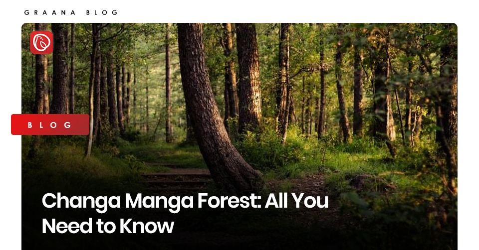 Changa Manga Forest: All You Need to Know