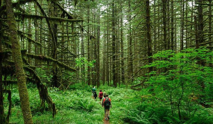 a group of explorers trekking in a dense forest