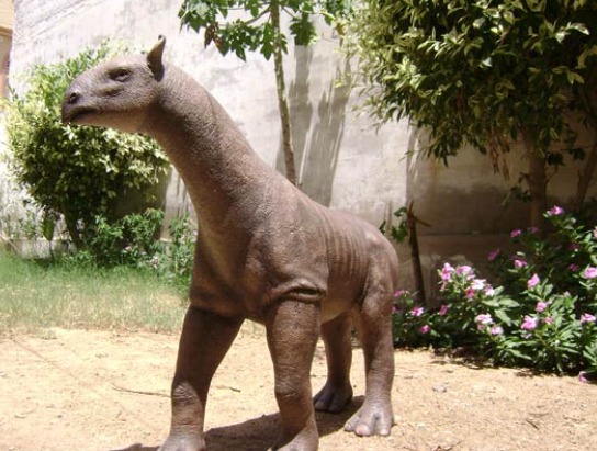 exhibit of Baluchitherium at pakistan museum of natural history