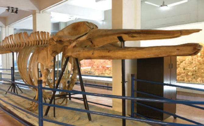 skeleton of blue whale