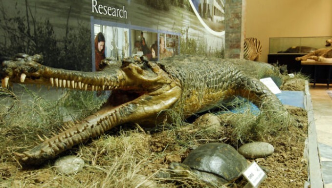 tye exhibit of gharial at pakistan museum of natural history