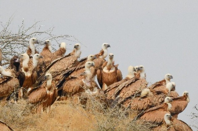 kettle of vultures in kirthar national park