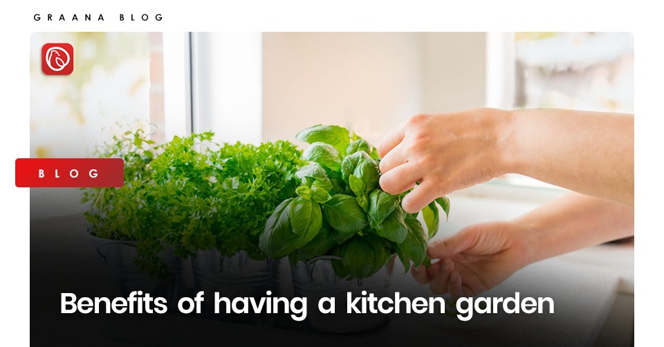 Benefits of having a kitchen garden