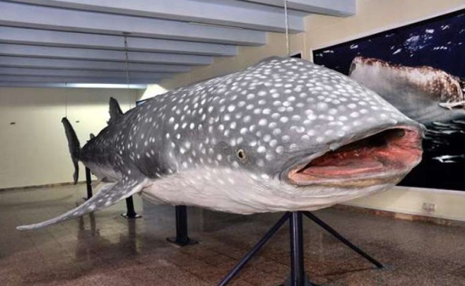 the exhibit of blue whale at pakistan museum of natural history